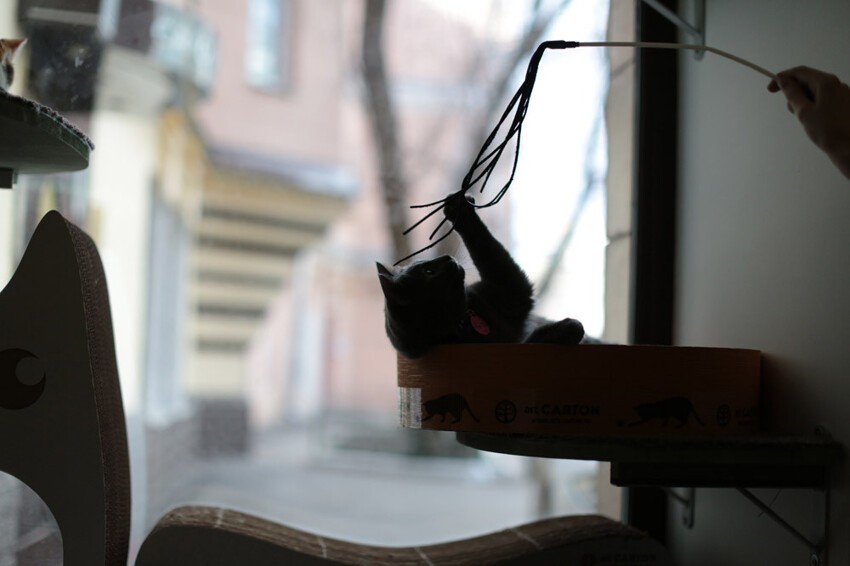 Суп с котом: первое кошачье кафе в Москве