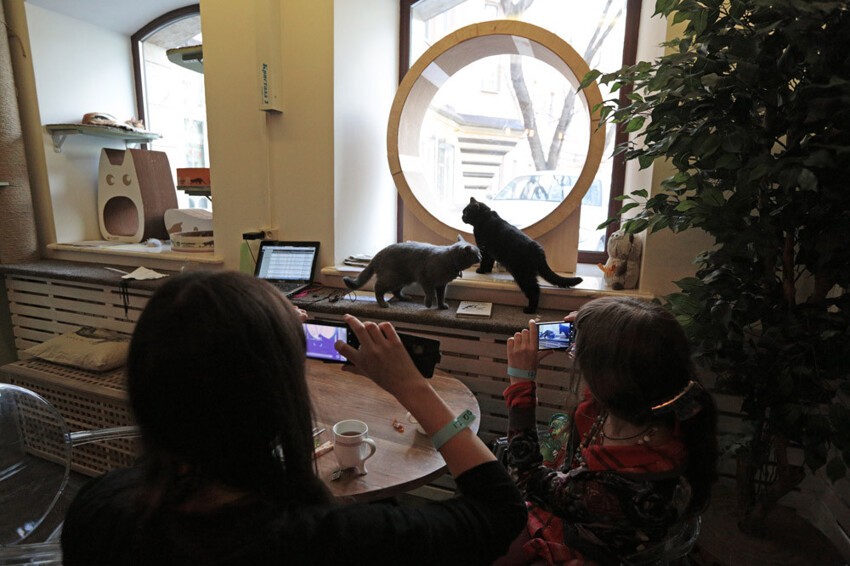 Суп с котом: первое кошачье кафе в Москве