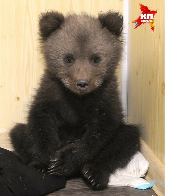Медвежонок, у которого пермские браконьеры убили маму, ищет новый дом