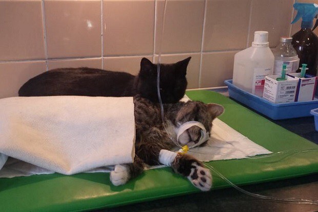 В приюте для животных в Быдгоще появился кот-медбрат
