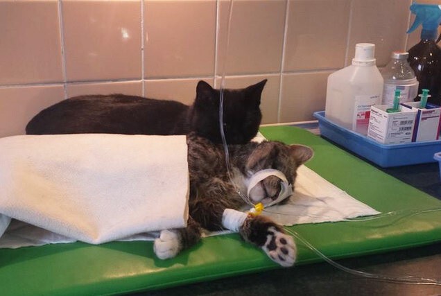 В польском приюте для животных «работает» кот-медбрат