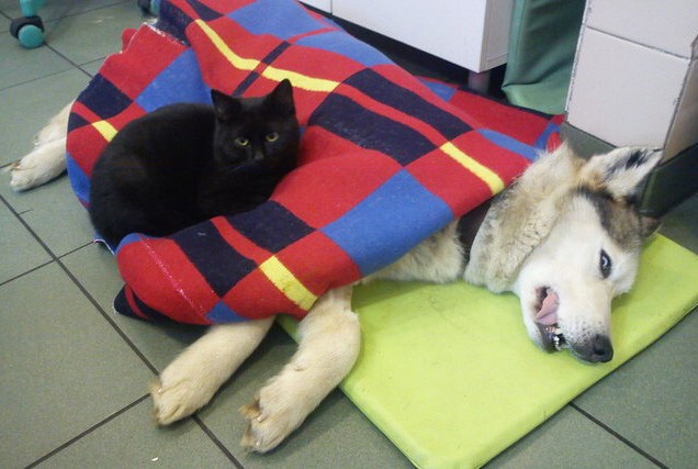 В польском приюте для животных «работает» кот-медбрат