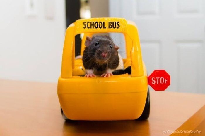 Например, они не умеют водить школьный автобус