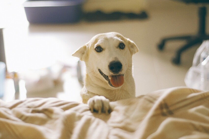 Самая счастливая в мире собака