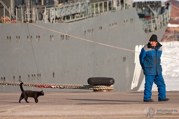 Корабельные коты: суровые и пушистые