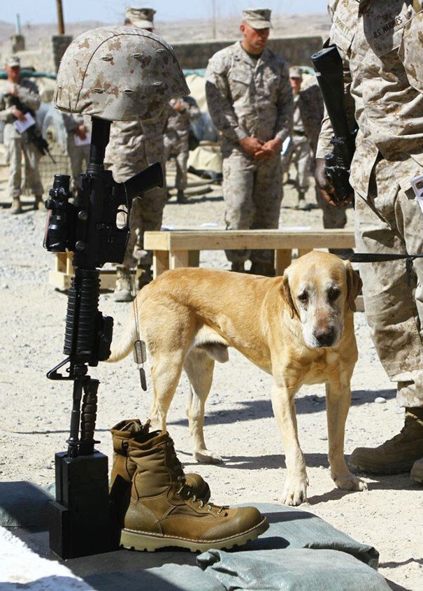 12. Пёс прощается со своим другом-солдатом