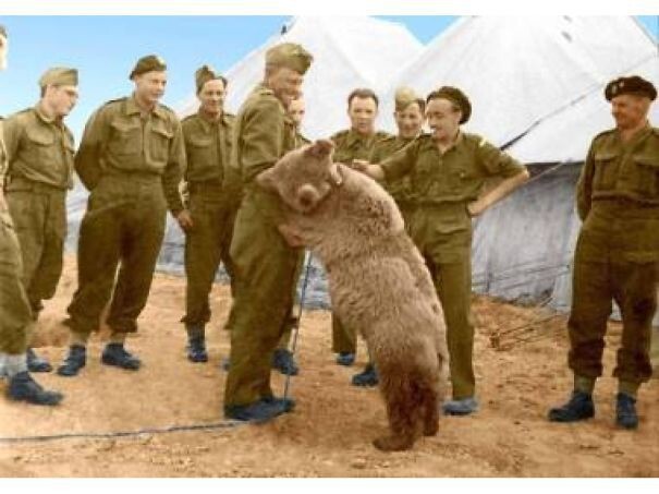 51. Знакомьтесь - Войтек, единственный медведь-солдат Второй мировой войны