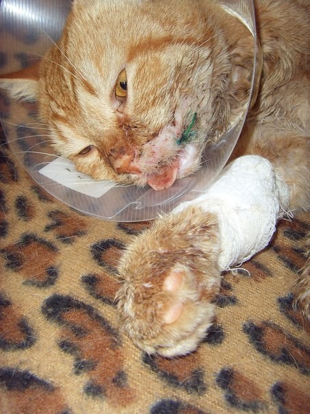 Три года назад я подобрала кота после какой-то жуткой травмы