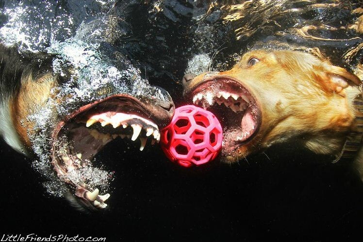 Подводные снимки собак