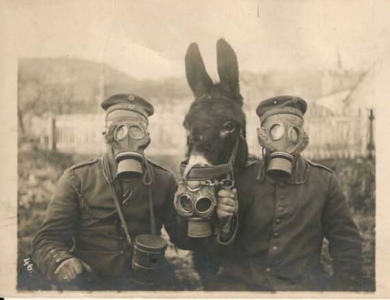 Два немецких солдата со своим мулом в противогазах, Первая мировая война, 1916 г.