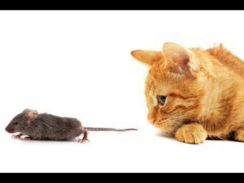 Мышь сама бежит к кошке в пасть  