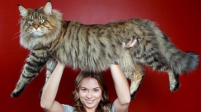 15 больших котов, которые не сомневаются в своей крутости