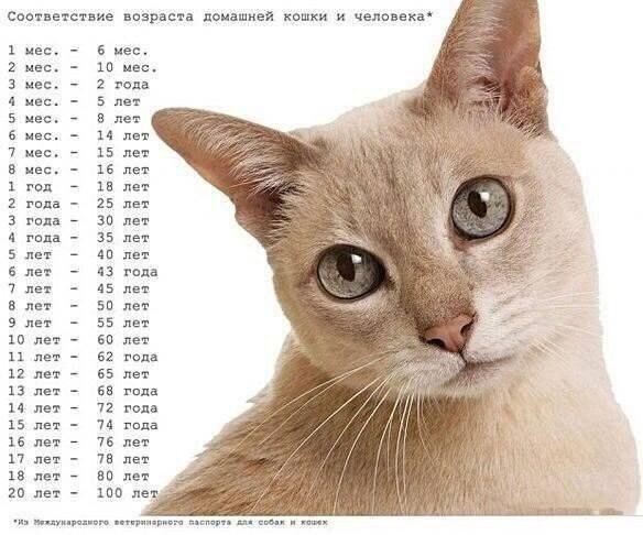 11. Как соотносится возраст кошки и человека