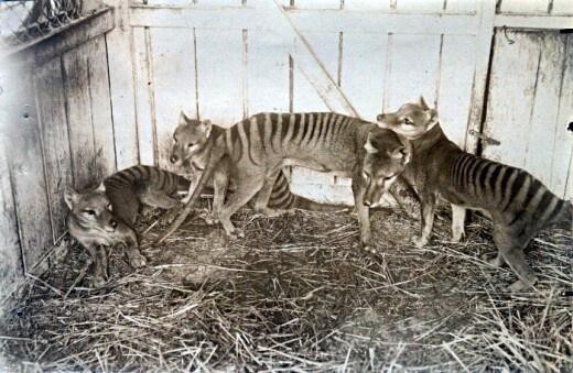 7. Так выглядели сумчатые волки. Фото 1910 года. Сейчас этот вид полностью исчез. Австралийские ученые пытаются воскресить вид путем клонирования.