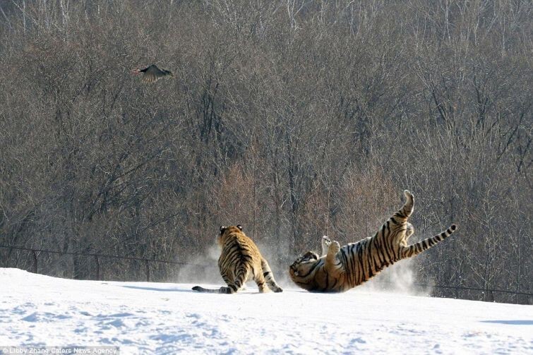 Эпичное падение тигра на спину в результате неудачной попытки поймать птицу