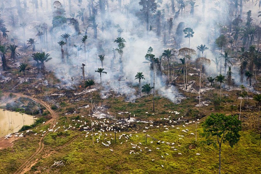 Поджог дождевых лесов Амазонии, Бразилия 