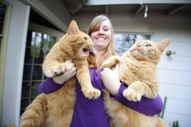 Крупные домашние кошки и коты