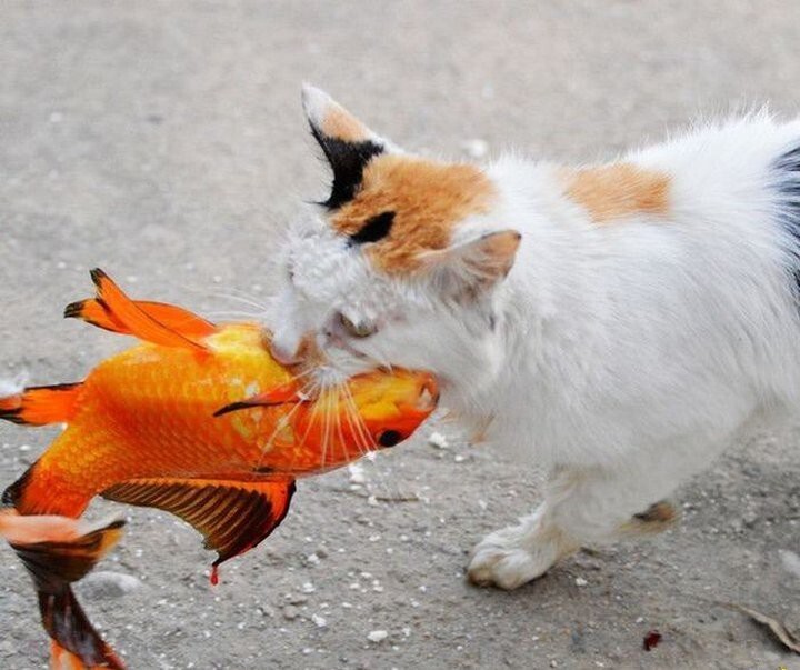 Как кот поймал золотую рыбку