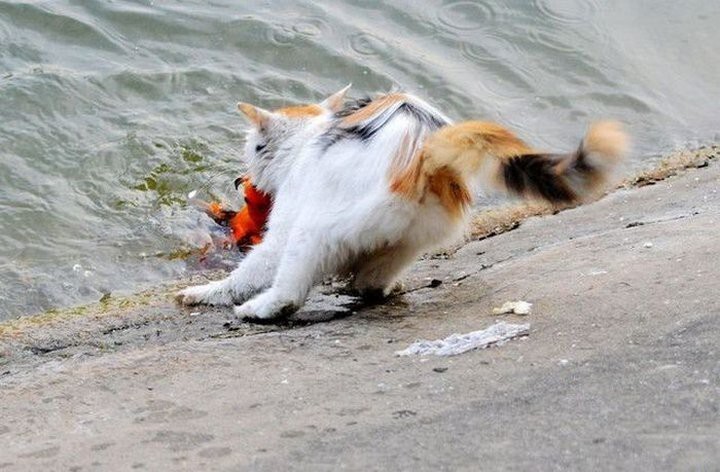 Как кот поймал золотую рыбку