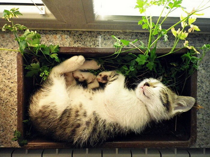 30 кошек, которые обожают спать в горшках для цветов