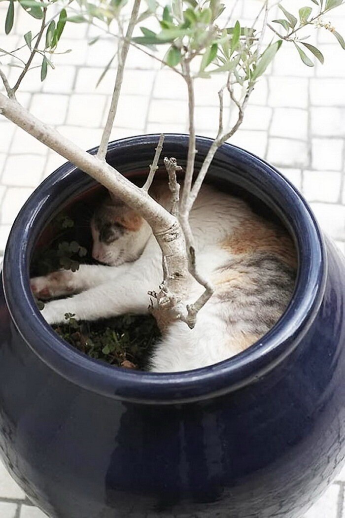30 кошек, которые обожают спать в горшках для цветов