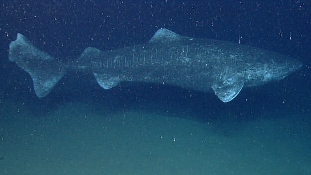 8. Гренландская акула так же огромна, как большая белая акула, но ей не достаётся и половины внимания, уделяемого последней.