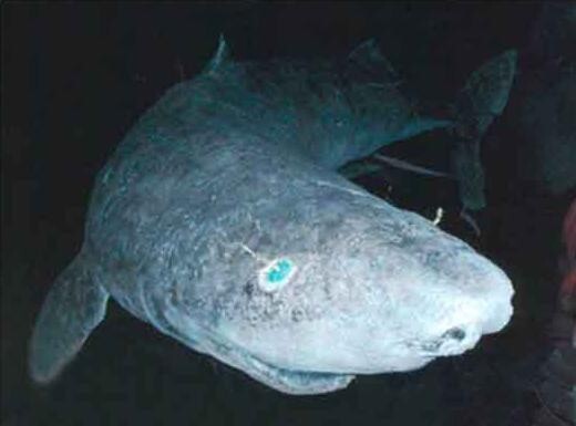 9. Вряд ли кто-то скажет, что гренландская акула - милашка, но она всё же акула, а не просто милое существо.