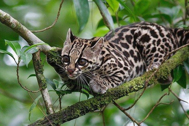 2. Leopardus tigrinus guttulus.