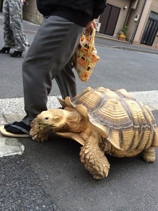 Пожилой японец выгуливает свое экзотическое домашнее животное