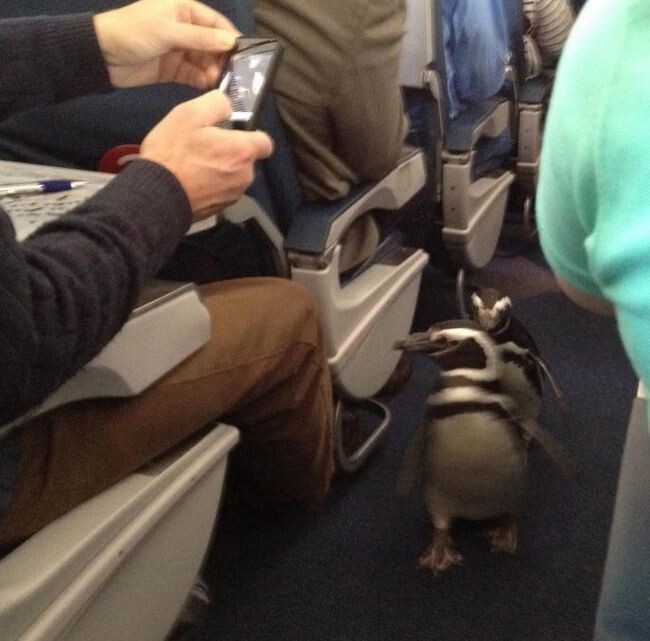 4. Кто сказал, что пингвины не летают?