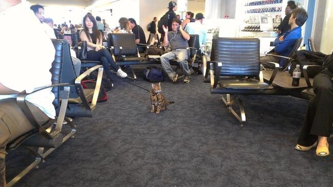 2. Любитель полётов из семейства кошачьих терпеливо ждёт посадки