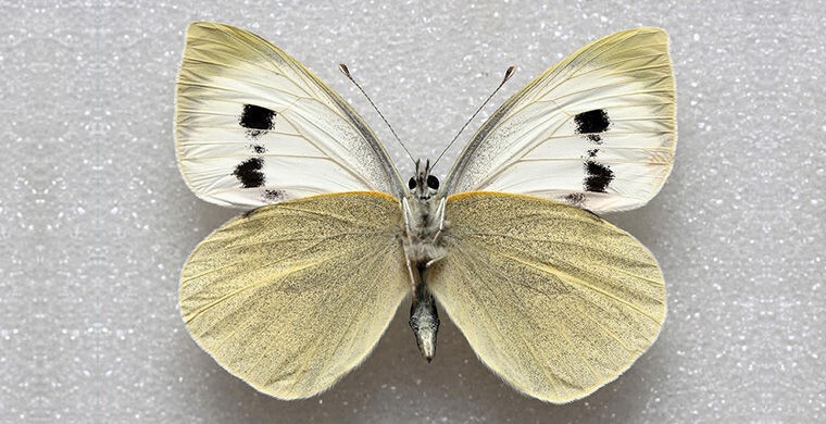 Большая белая бабочка Мадейры
