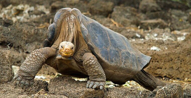 Галапагосская черепаха Одинокий Джордж
