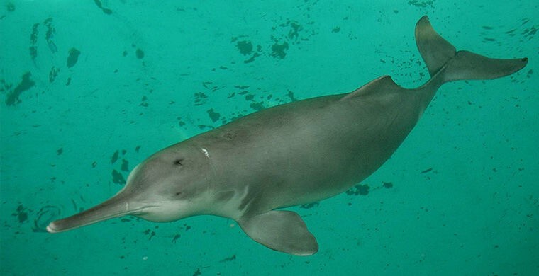 Китайский речной дельфин Квикви