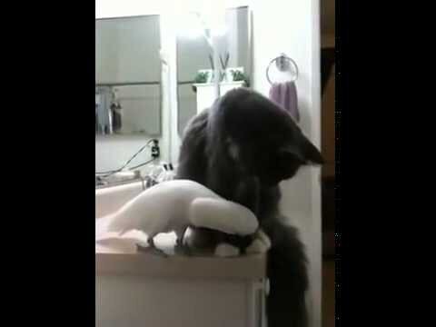Кот и попугай осторожные нежности  