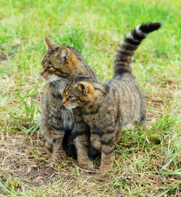 26 кошек находящихся на грани исчезновения