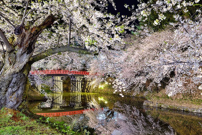Великолепная серия фотографий цветущего городка Аомори в Японии