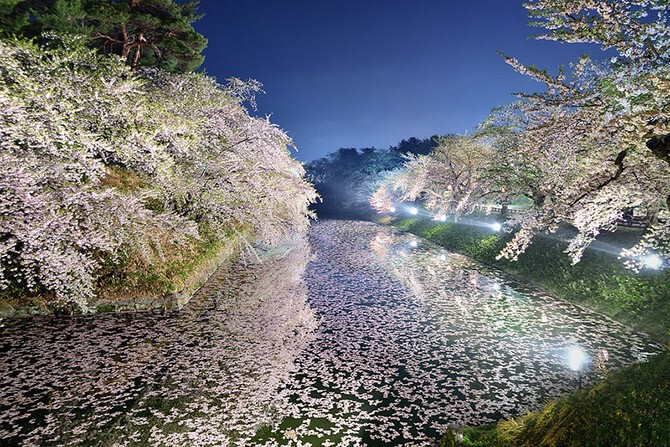 Великолепная серия фотографий цветущего городка Аомори в Японии