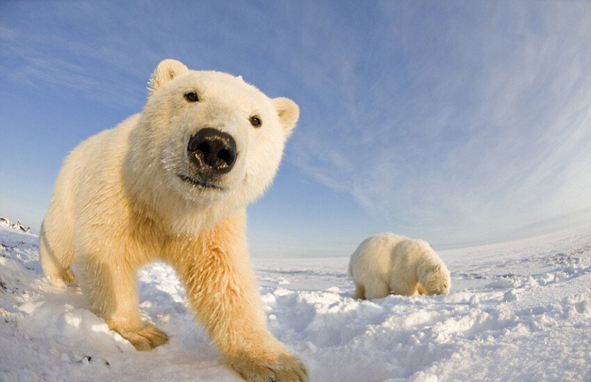 10. Белые медведи не живут в Антарктиде. Вы можете встретить их в Арктике
