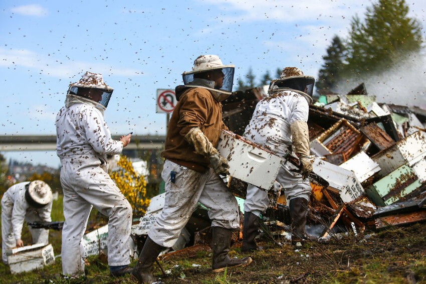 В США перевернулся грузовик с пчелами