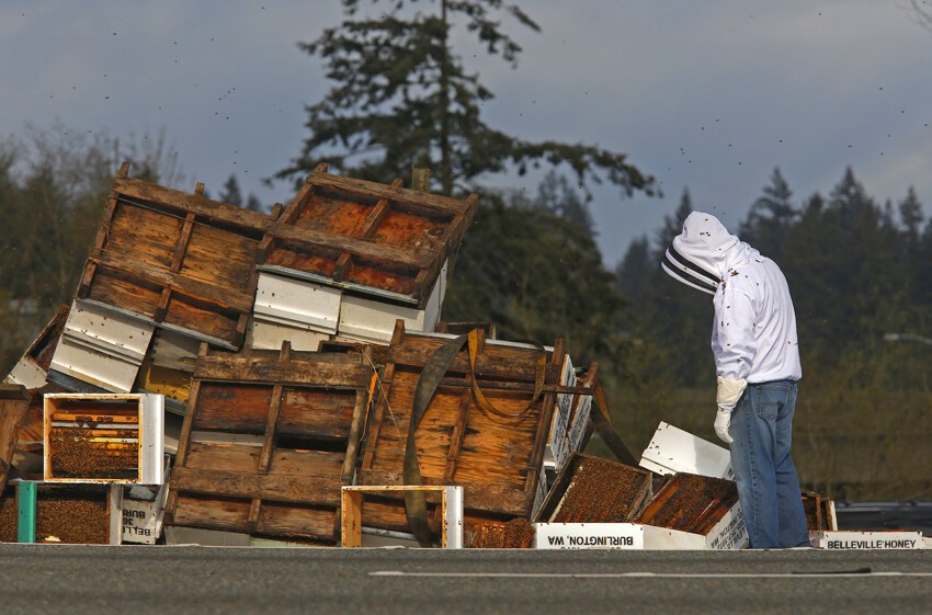 В США перевернулся грузовик с пчелами