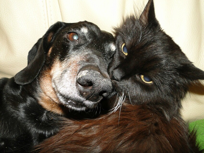 Кошка и собака в одной квартире. Любовь или война? 