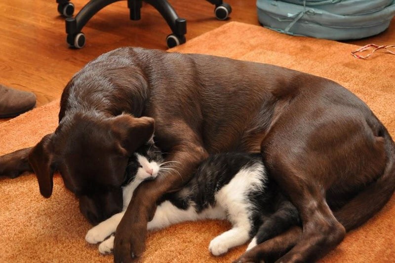 Кошка и собака в одной квартире. Любовь или война? 
