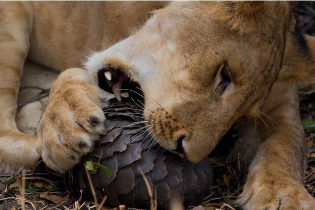 Пан или пропал: потрясающие фотографии разборок диких животных