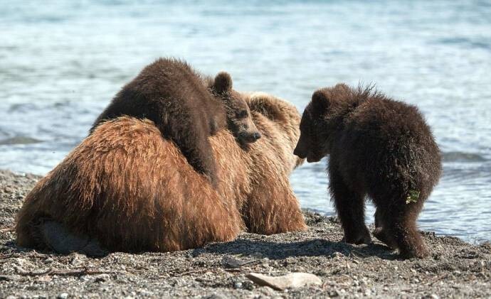 Медвежата со своей мамой на Курильском озере