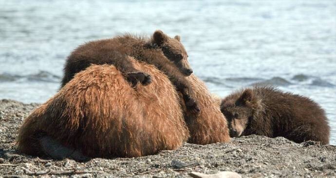 Медвежата со своей мамой на Курильском озере