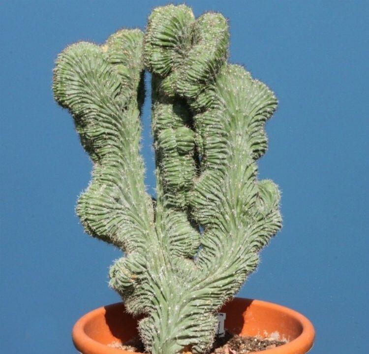 11. Кактус Мертила (Myrtillo Cactus)