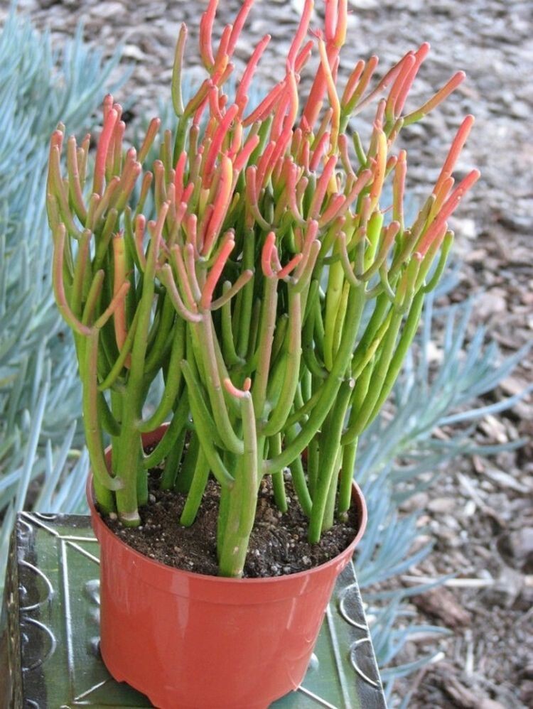 9.  Euphorbia Tirucalli