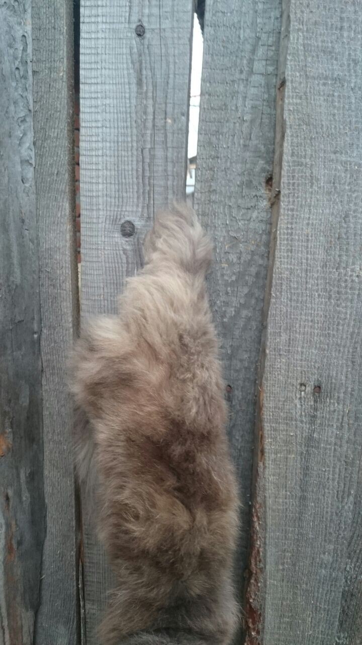 Кошка застряла в заборе