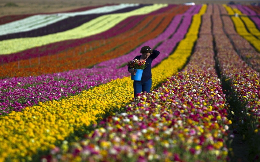Цветочное поле на окраине кибуцы Нир Ицхак на юге Израиля
